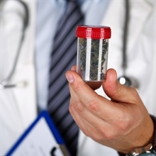 “Cannabis terapeutica introvabile. Governo attivi altri canali”